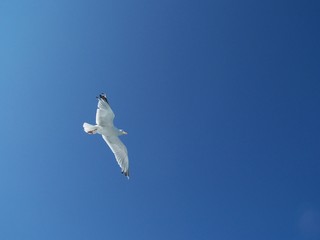 mouette dans le ciel