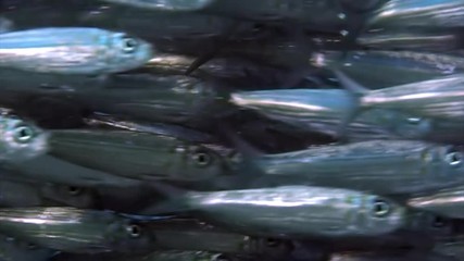 School of striped silvery fish in underwater ocean of Philippine. Group fish of one species and underwater wildlife in marine life world of Philippine Sea. Relaxing video about sea and ocean life.
