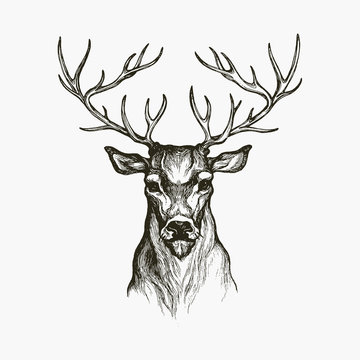Hand Drawn Deer. Deer illustration. Hand drawn animal