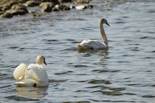 Swan of the Slottsskogen lagoon in Gothenburg in spring.