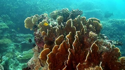 Small fish on coral reef on underwater seabed in marine life of Philippine Sea. Macro relaxing video about coral reef and wildlife in undewater sea and ocean life.