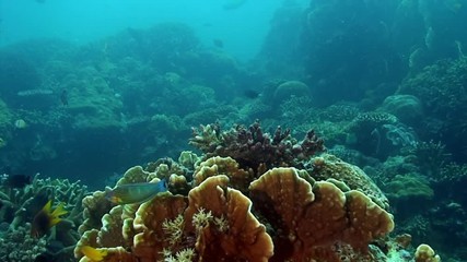 Small fish on coral reef on underwater seabed in marine life of Philippine Sea. Macro relaxing video about coral reef and wildlife in undewater sea and ocean life.