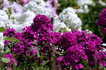 Beautiful purple phlox with white phloxes in the background