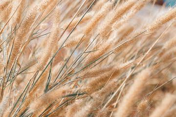Fototapeta premium communist flower field background