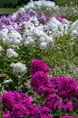 Obraz premium Beautiful purple phlox with white phloxes in the background