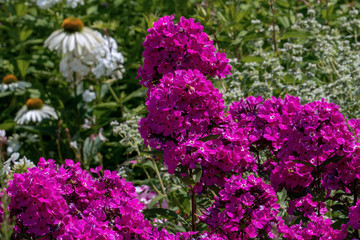 Fototapeta premium Beautiful purple phlox with white phloxes in the background
