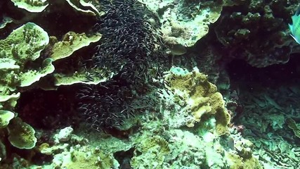 School of striped fish in coral underwater in marine life world of Philippine Sea. Group fish of one species in underwater marine life world of Philippine coral reef.