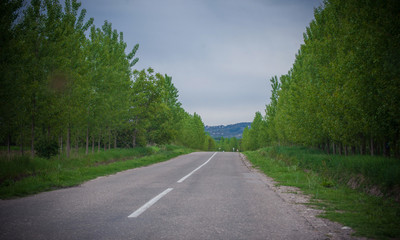 Beautiful view of the road and green trees along the road in nature