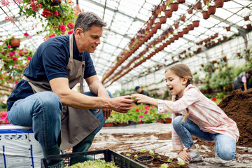 Happy little girl potting plants with her father in a greenhouse.