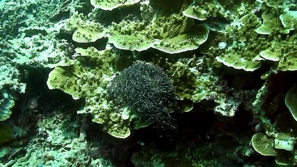 School of small fish in coral underwater in marine life world of Philippine Sea. Group fish of one species in underwater marine life world of Philippine coral reef.