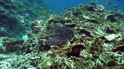 School of striped fish in coral underwater in marine life world of Philippine Sea. Group fish of one species in underwater marine life world of Philippine coral reef.