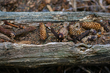 Pine Cones on a Log