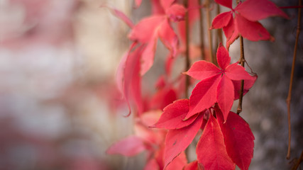 Virginia creeper red leaves on grey wall background