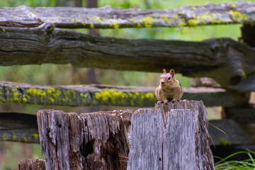 Chipmunk on a Stump