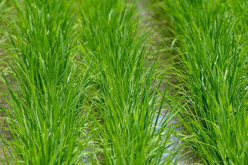 Fototapeta premium Close up rice field, young rice plant
