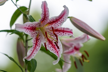 White and red lily flowers