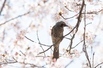 ヒヨドリ