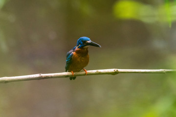 Common Kingfisher (Alcedo atthis) on branch