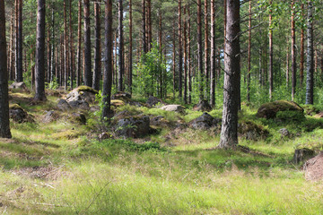 Big stones in fir forest on a summer day