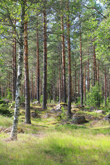 Obraz premium Big stones in fir forest on a summer day