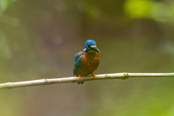 Common Kingfisher (Alcedo atthis) on branch