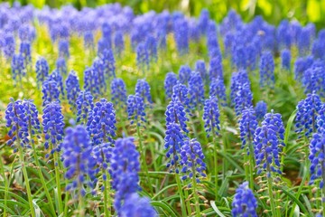 Obraz premium 紫の花