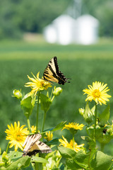 Tiger Swallowtail butterfly on Indiana farm, silos out of focus in the distance