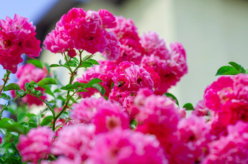Red rose bush bloom, many small flowers of red color.