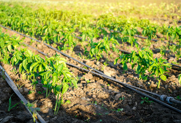 Rows of young pepper on a farm on a sunny day. Growing organic vegetables and drip irrigation. Eco-friendly products. Agriculture and farming. Ukraine, Kherson region. Selective focus