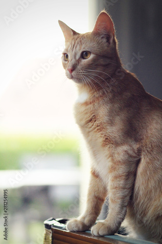 Chat Roux Wall Mural Wallpaper Murals Wallsheaven Jennydague