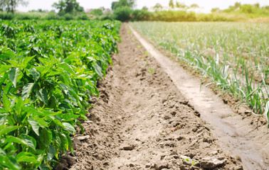 Plantation of young peppers and leek on a farm on a sunny day. Growing organic vegetables. Eco-friendly products. Agriculture land and agro business. Ukraine. Selective focus