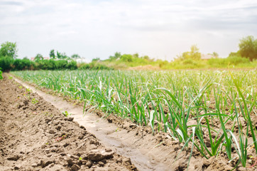 Fototapeta premium Plantation of young leek grow on a farm on a sunny day. Organic vegetables. Eco-friendly products. Agriculture land and farming. Agro business. Ukraine, Kherson region. Selective focus