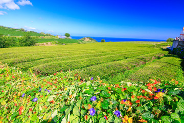 Plantation de thé Sao Miguel Açores