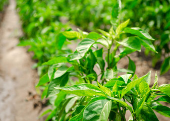 Rows of young pepper on a farm on a sunny day. Growing organic vegetables. Eco-friendly products. Agriculture land and farming. Agro business. Ukraine, Kherson region. Selective focus