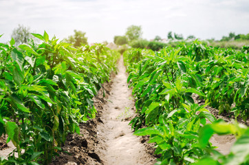 Fototapeta na wymiar Rows of young pepper on a farm on a sunny day. Growing organic vegetables. Eco-friendly products. Agriculture land and farming. Agro business. Ukraine, Kherson region. Selective focus