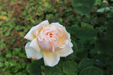 A rose