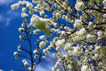 White Spring blossom against a blue sky.