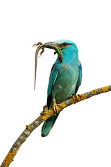 Front view of european roller, coracias garrulus, sitting on a perch holding caught lizard in the beak ready to feed with white background. Attentive male colorful bird animal hunting.
