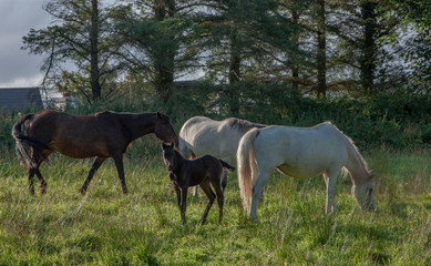 Obraz na płótnie Canvas Bruckless Ireland horses
