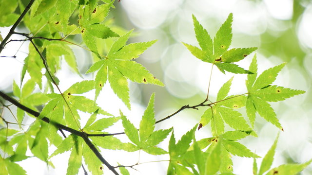 青紅葉 Images Browse 2 9 Stock Photos Vectors And Video Adobe Stock