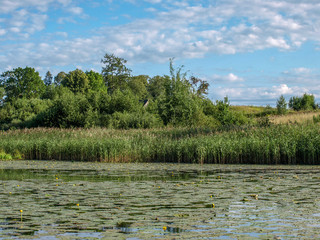 water grass overgrown lake shore, calm water, glare
