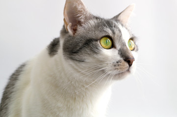 Adult grey white cat on white background.