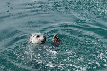 A Harbor Seal, Phoca vitulina, swims and splashes in the water, hoping for fish from the dock © Andrea Kuipers