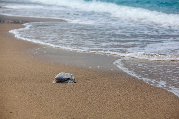 Stone on the beach washed by the wave
