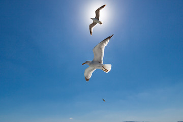 seagulls flying near the sun