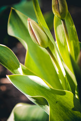 Obraz premium green plant in the garden