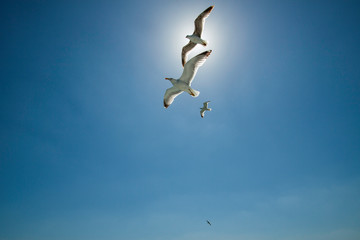 seagulls flying near the sun