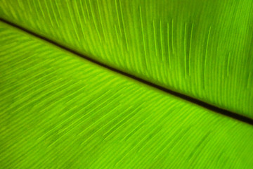 Green tropical leaf texture nature background
