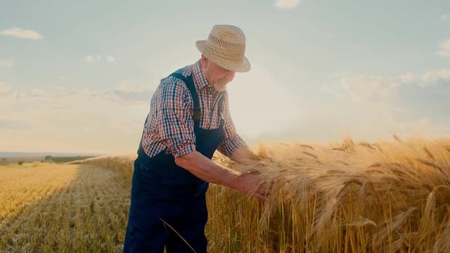 Old Caucasian man farmer in the hat standing in the half harvested wheat field and touching spikes while examing them at the end of the summer.