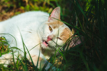 White cat bites the grass